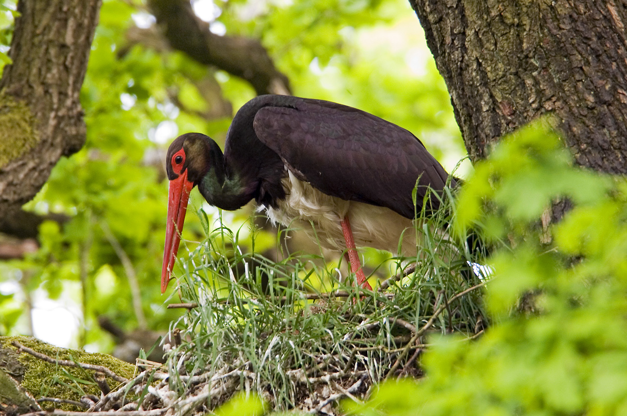 Westruper Heide Natur erleben NRW